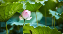 【三伏天養(yǎng)生】三伏天養(yǎng)生有六大禁忌，你知道嗎？記得分享給家人知道！